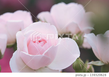 春に咲くピンクの薔薇の花 139320628