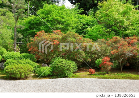 京都 曼殊院門跡 枯山水庭園 京都 曼殊院門跡 枯山水庭園 139320653