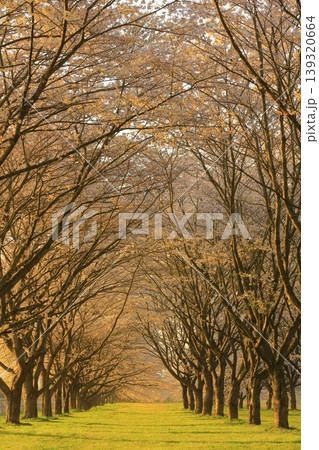 桜のある風景 桜のある風景 139320664