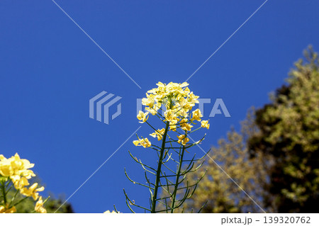 油を採れるアブラナの別名は、ナノハナ（菜の花）【アブラナ科】 139320762