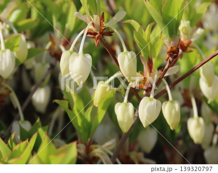 ドウダンツツジの花 ドウダンツツジの花 139320797
