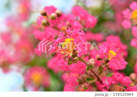 サルスベリの花 139320964