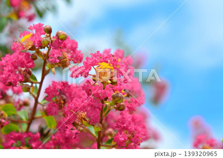 サルスベリの花 139320965
