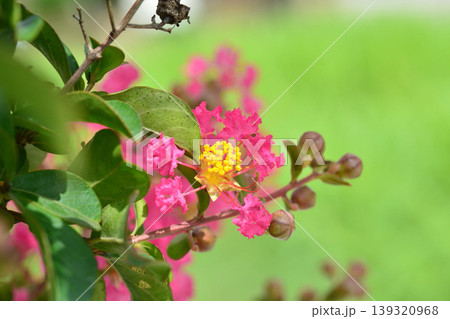 サルスベリの花 サルスベリの花 139320968