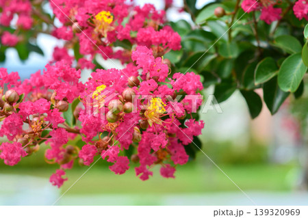 サルスベリの花 サルスベリの花 139320969