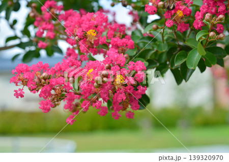 サルスベリの花 139320970