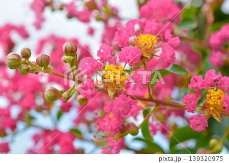 サルスベリの花 サルスベリの花 139320975