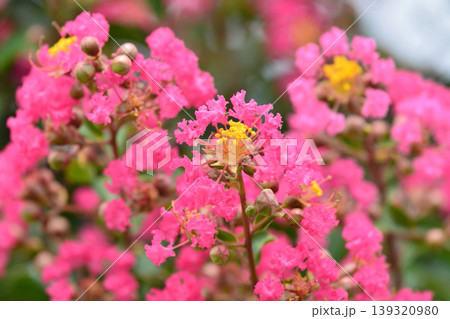 サルスベリの花 サルスベリの花 139320980