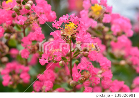 サルスベリの花 サルスベリの花 139320981