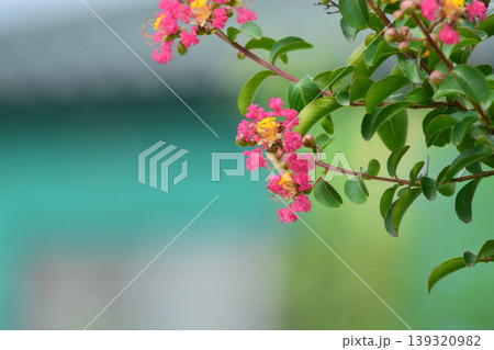 サルスベリの花 サルスベリの花 139320982
