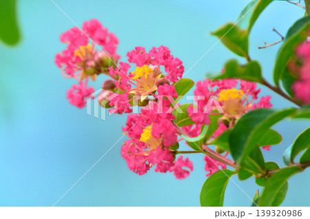 サルスベリの花 139320986
