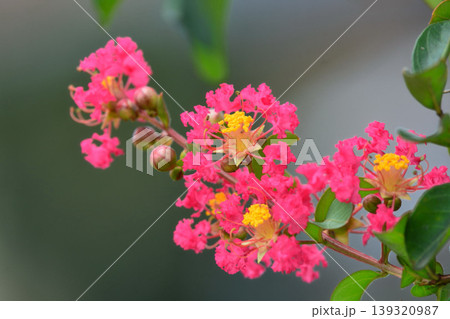 サルスベリの花 サルスベリの花 139320987