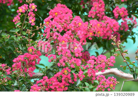 サルスベリの花 サルスベリの花 139320989