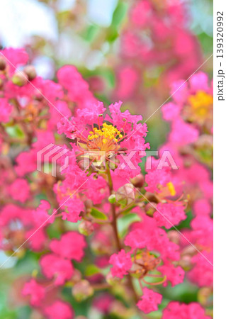 サルスベリの花 139320992
