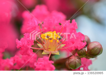 サルスベリの花 サルスベリの花 139320995