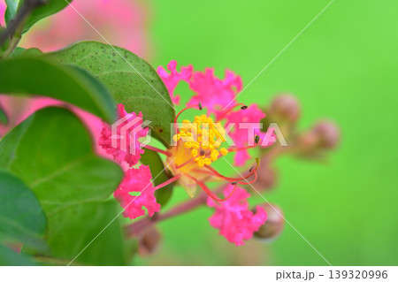 サルスベリの花 サルスベリの花 139320996