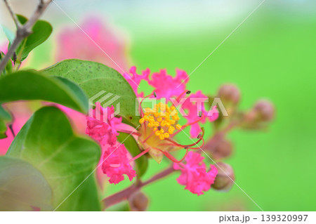 サルスベリの花 139320997