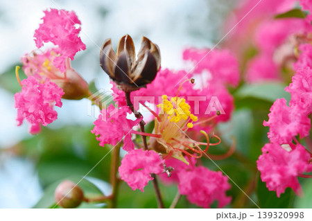 サルスベリの花 139320998