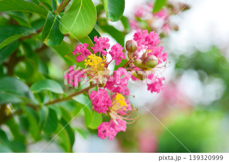サルスベリの花 サルスベリの花 139320999