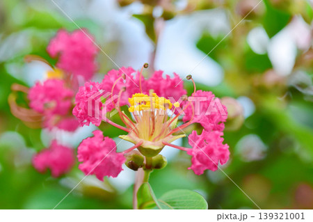 サルスベリの花 139321001