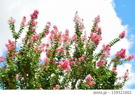 サルスベリの花 サルスベリの花 139321002