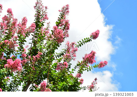 サルスベリの花 サルスベリの花 139321003