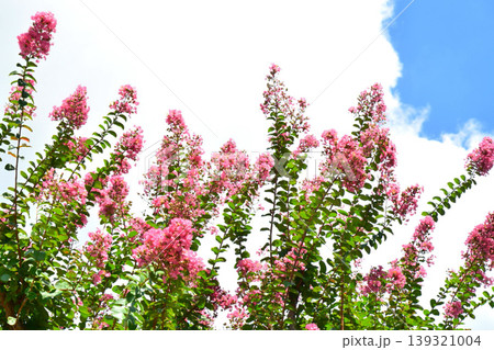 サルスベリの花 139321004