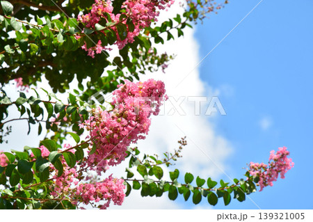サルスベリの花 サルスベリの花 139321005