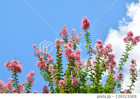サルスベリの花 サルスベリの花 139321009