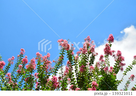 サルスベリの花 139321011