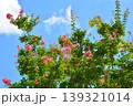 サルスベリの花 139321014