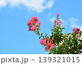 サルスベリの花 139321015