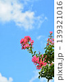 サルスベリの花 139321016