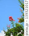 サルスベリの花 139321017