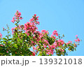 サルスベリの花 139321018