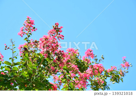 サルスベリの花 サルスベリの花 139321018