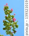 サルスベリの花 139321019