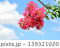 サルスベリの花 139321020