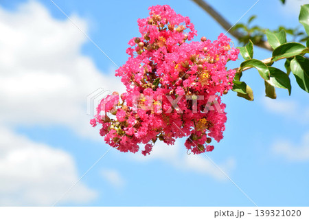 サルスベリの花 139321020