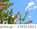 サルスベリの花 139321021