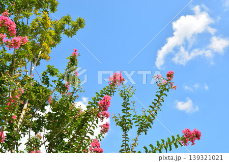 サルスベリの花 139321021