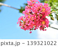 サルスベリの花 139321022