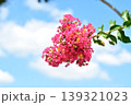 サルスベリの花 139321023