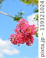 サルスベリの花 139321024