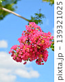 サルスベリの花 139321025