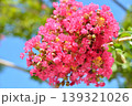 サルスベリの花 139321026