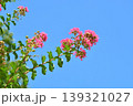 サルスベリの花 139321027