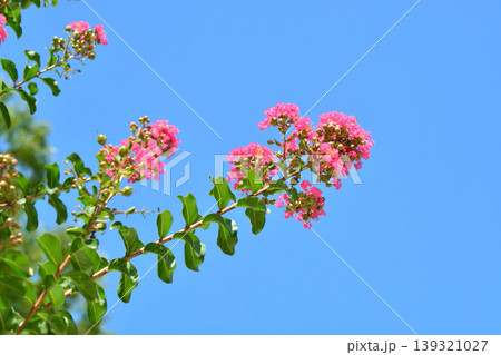 サルスベリの花 139321027