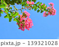 サルスベリの花 139321028