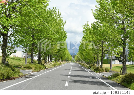新緑の街路樹 新緑の街路樹 139321145